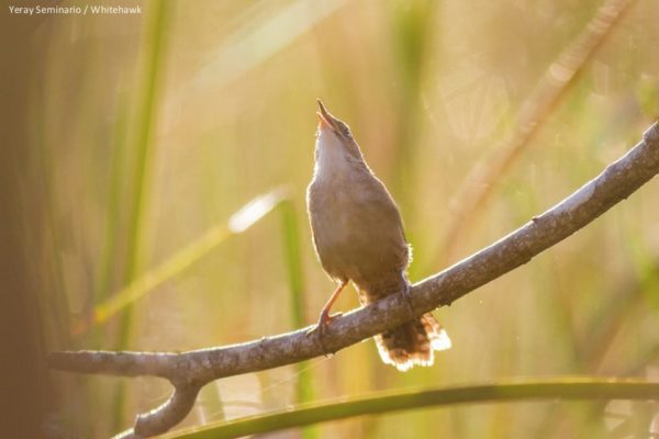 Zapata Wren Seen During Our Cuba Tour Whitehawk Birding Blog