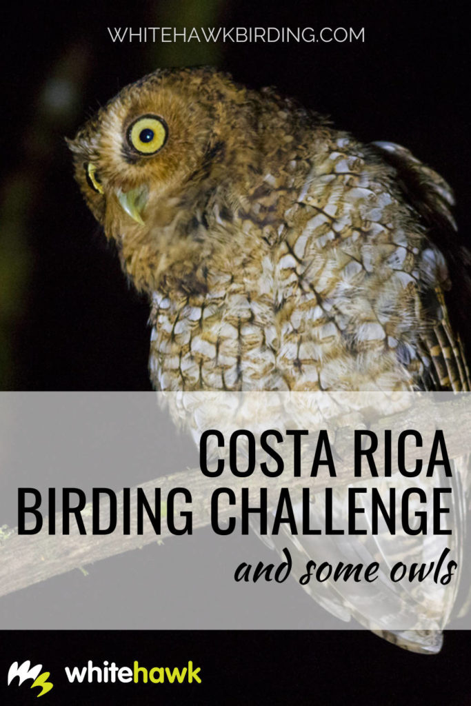 Costa Rica Birding Challenge and Some Owls - Whitehawk Birding: The Costa Rica Birding Challenge finished last week with an amazing number of birds seen or heard collectively: more than 550 species during the week. Check out some of the owls seen during the competition!