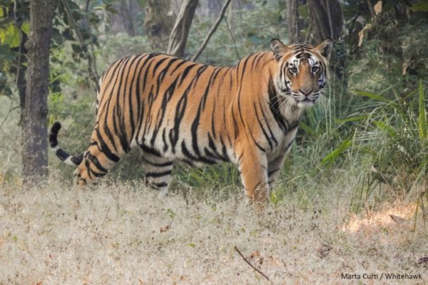 Top 10 Mammals to see in India | Whitehawk Birding Blog