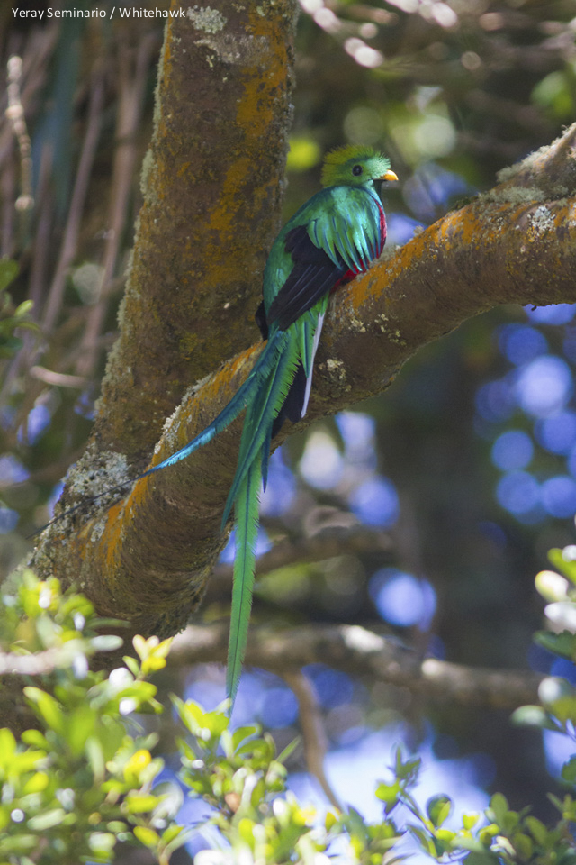 Resplendent Quetzal