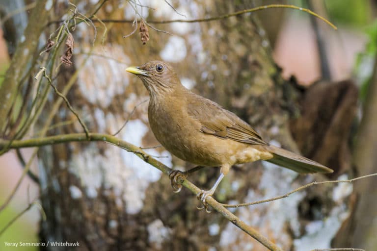 national-birds-of-central-america-birding-tours-with-whitehawk