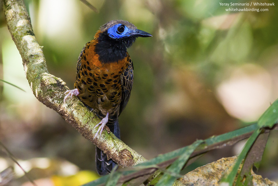 Ocellated Antbird Panama