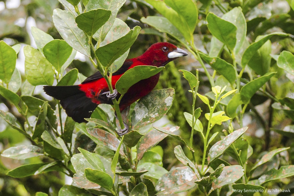 Panama Bird Watching | Panama Canal Birding Tour | Whitehawk Birding