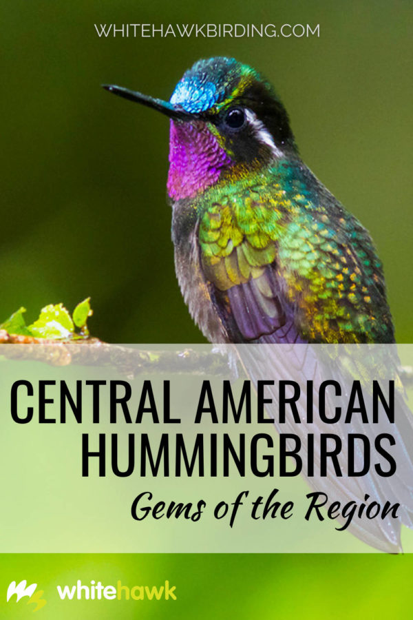 Central American Hummingbirds Gems of the Region Whitehawk Birding