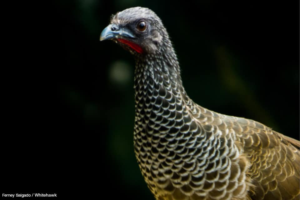 Colombia Birding Tour | Birding in Colombian Andes | Whitehawk Birding