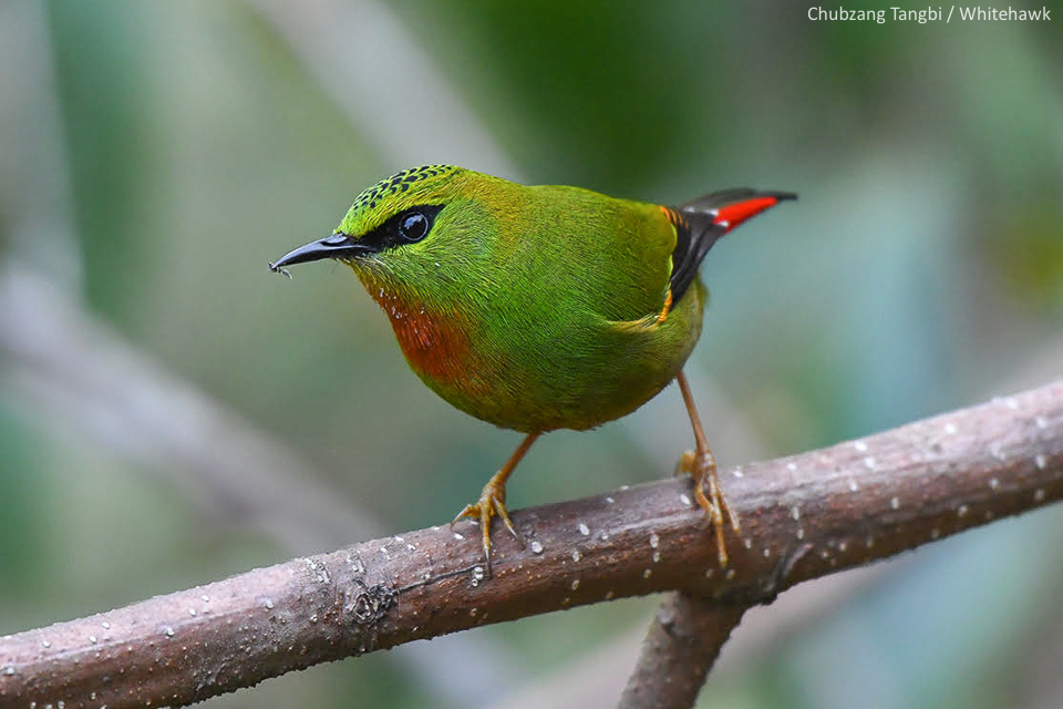 FIre-tailed Myzornis Bhutan