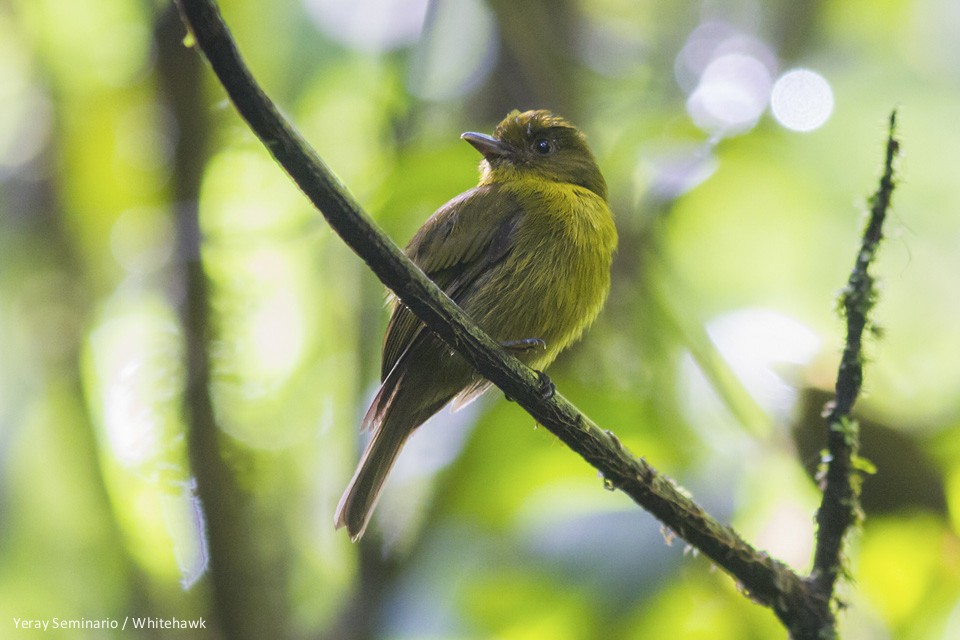 Sapayoa Panama