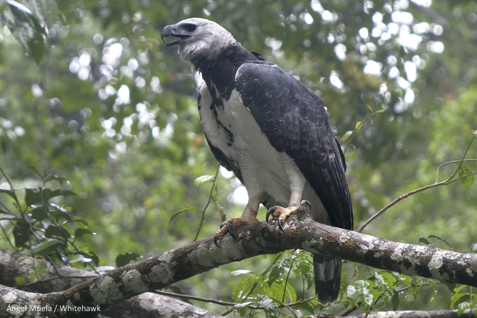 Harpy Eagle Panama