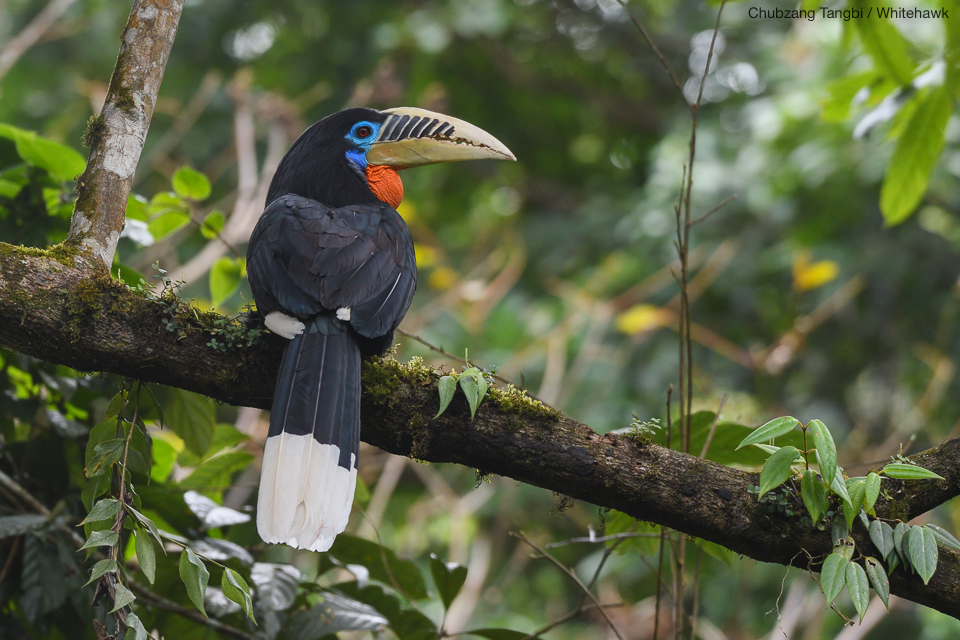 Rufous-necked Hornbill Bhutan