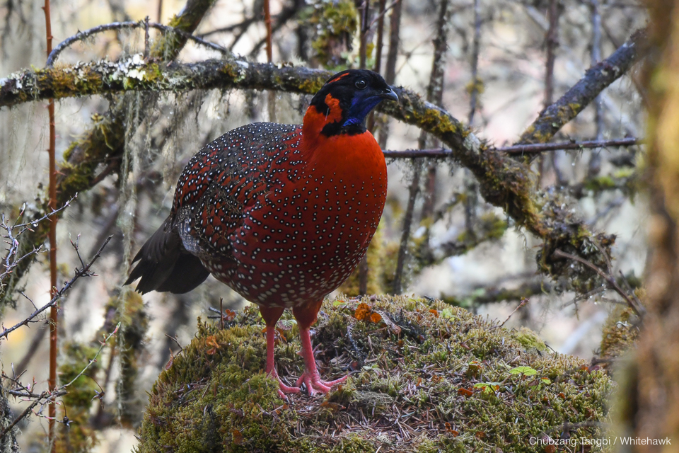 Satyr Tragopan Bhutan