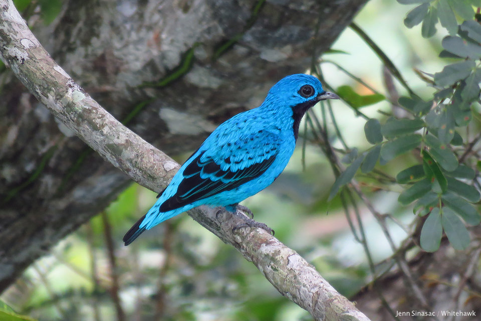 Top 10 Birds of Panama | Panama Birding | Whitehawk Birding Blog