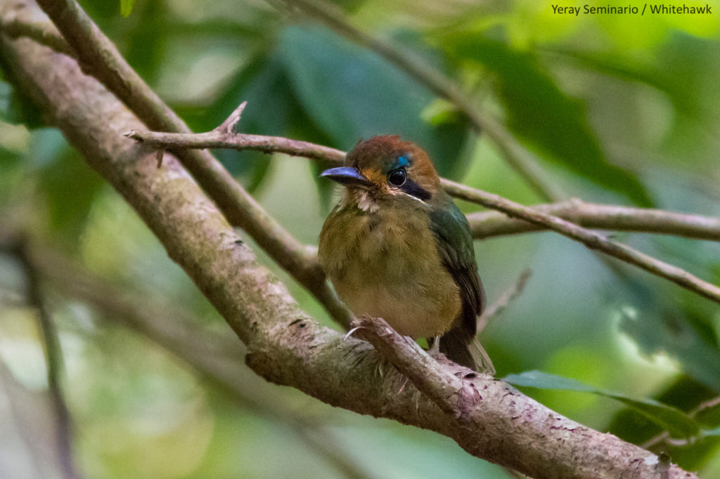 Tody Motmot, as seen in the shady understory in El Valle