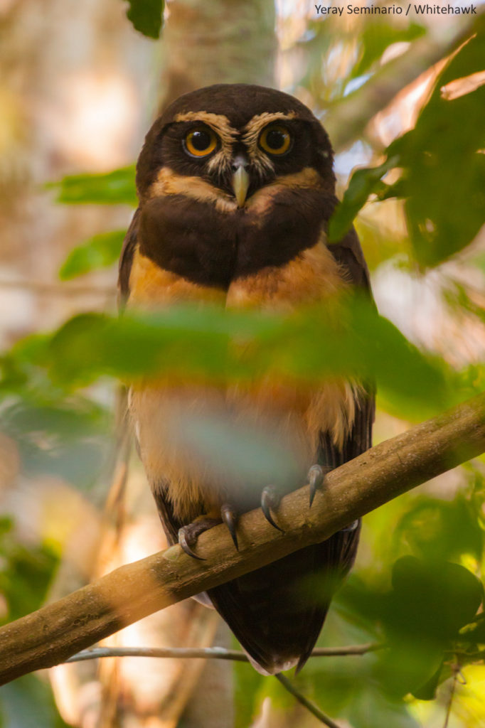 Spectacled Owl, the largest owl species in Panama