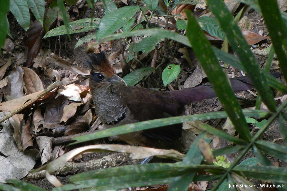 Rufous-vented Ground-Cuckoo Pipeline Road Panama