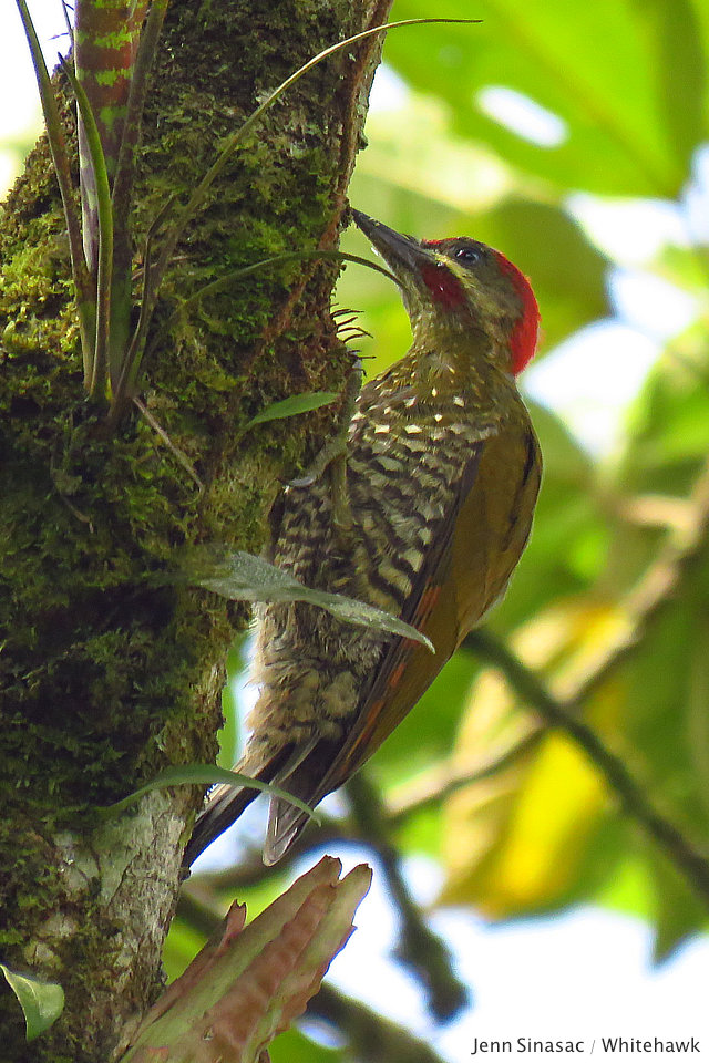 Stripe-cheeked Woodpecker