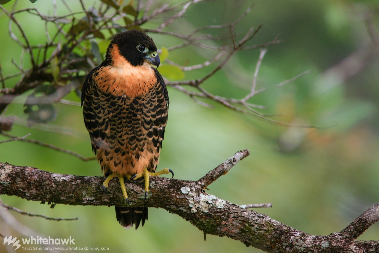 central america birding tours