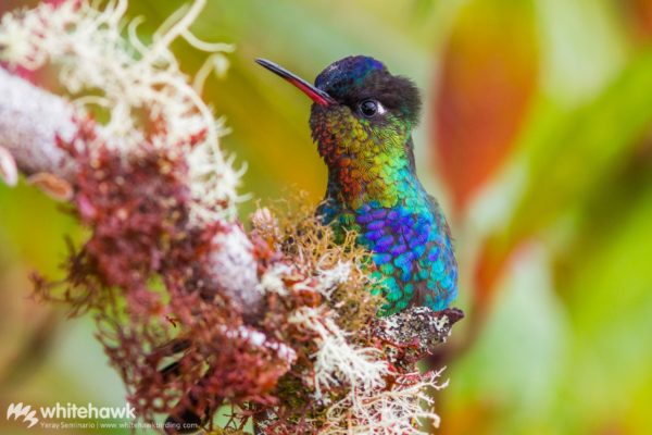 central america birding tours