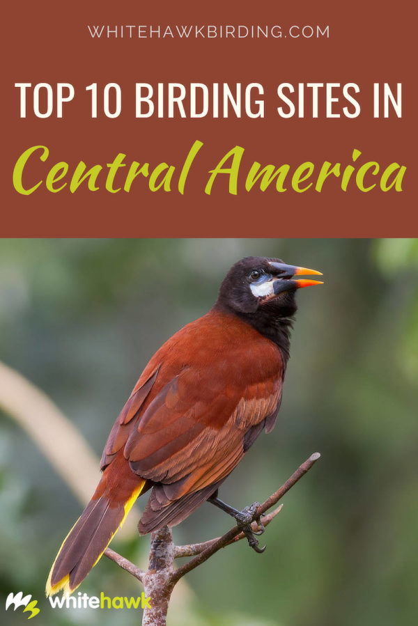 central america birding tours