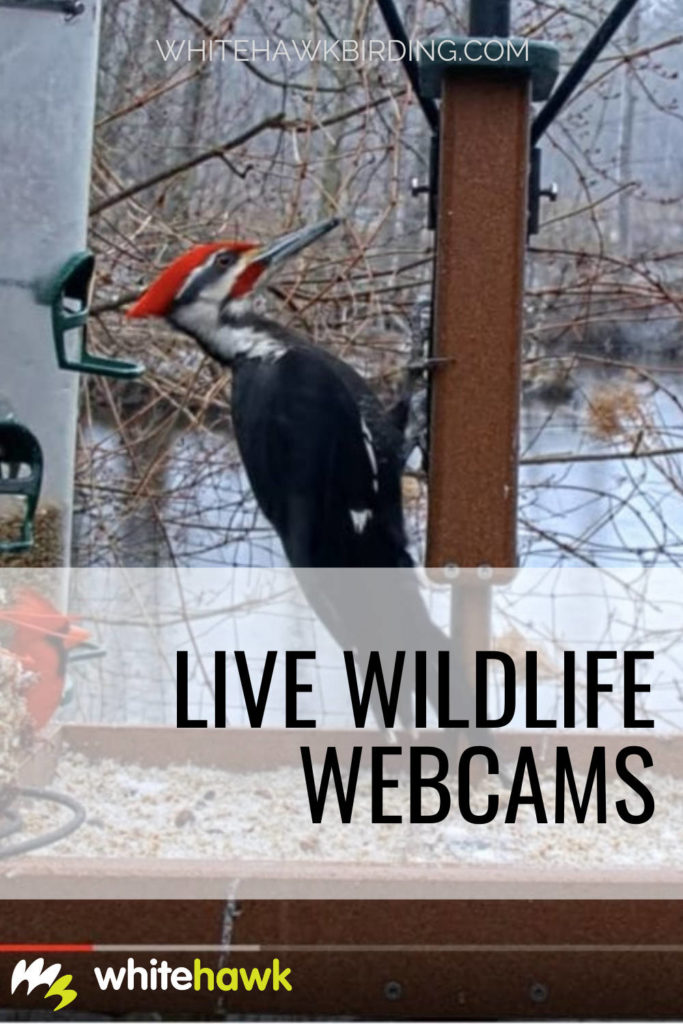 Live Wildlife Webcams - Whitehawk Birding: For all of us nature lovers, there are now many ways to bring the outdoors, along with the enjoyment it brings, into our homes. While nothing is really the same as being in the great outdoors, one of the ways we can enjoy nature from indoors is to watch a live wildlife webcam.
