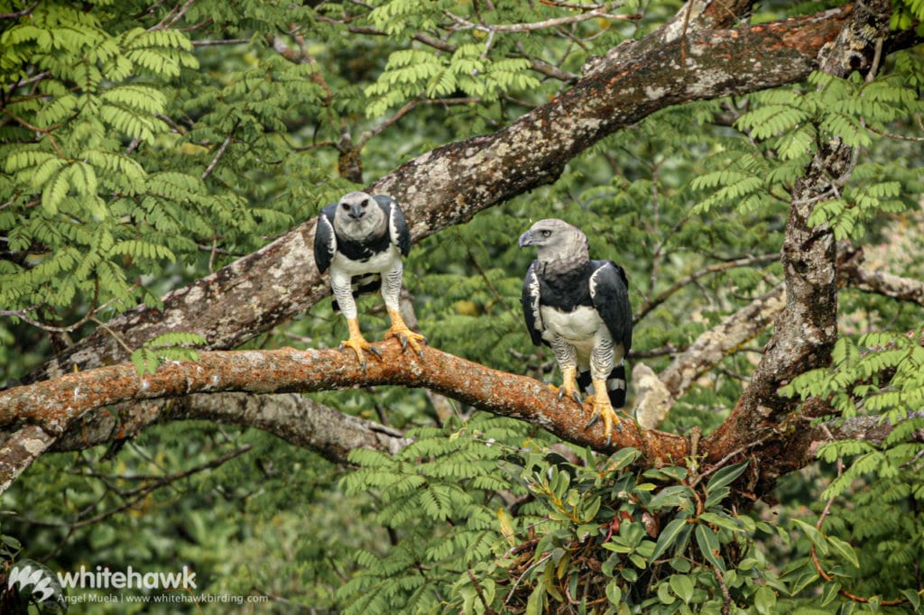 Pictures and information on Harpy Eagle