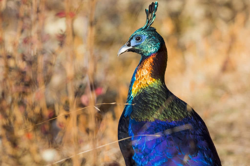 bhutan birding tours