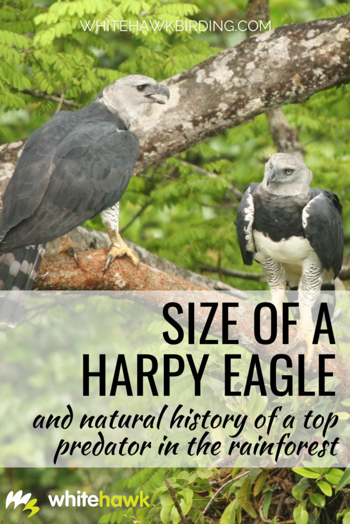 Harpy Eagle Fact Sheet, Blog, Nature