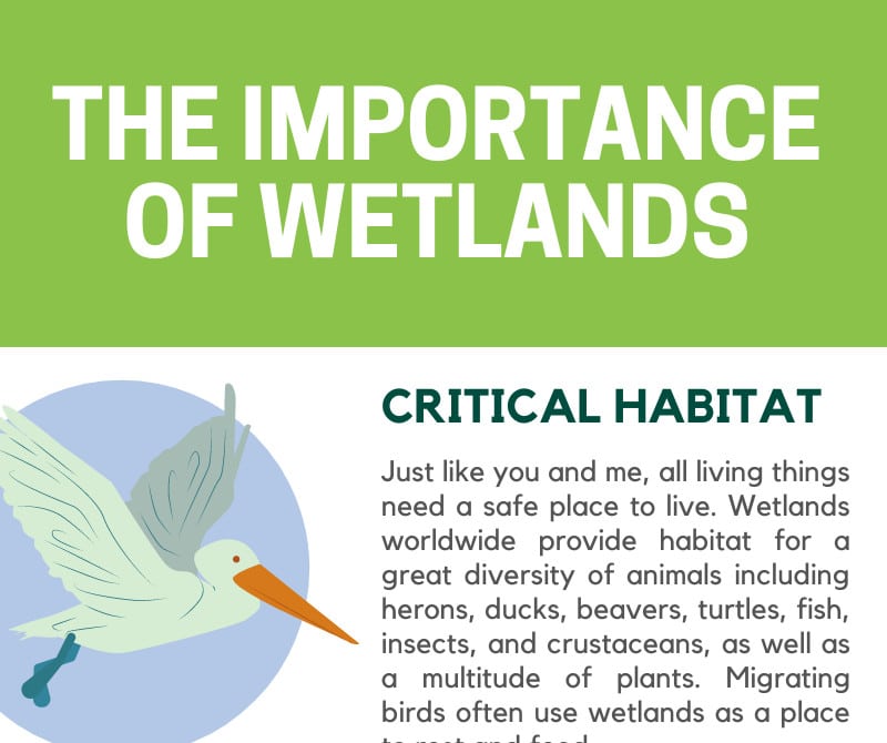 The Importance of Wetlands Infographic Whitehawk Birding