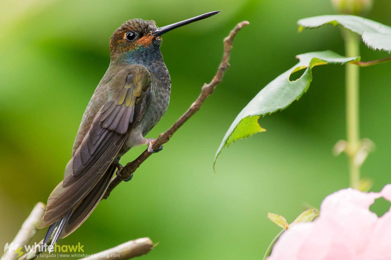 Birds In Colombia: One-fifth Of The World’s Birds | Birding Tours With ...