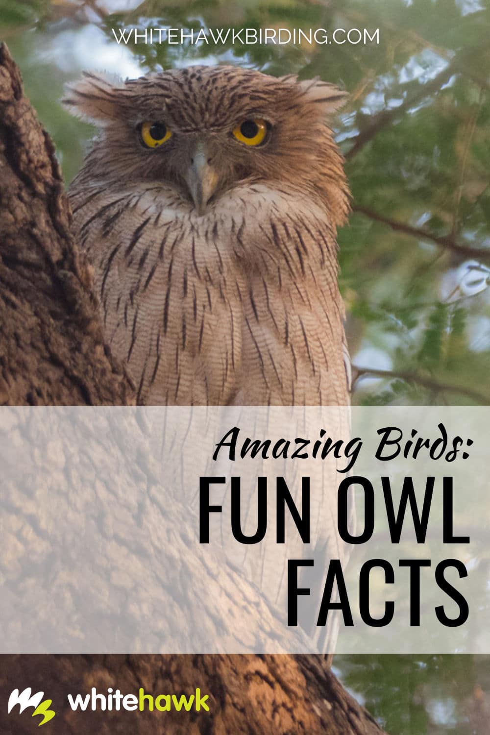 Amazing Birds: Fun Owl Facts | Birding Tours with Whitehawk