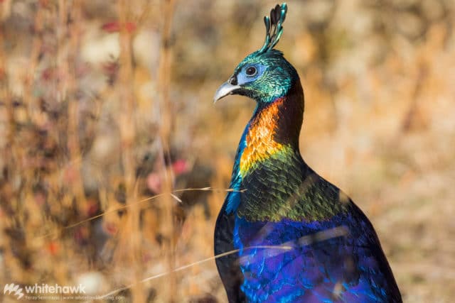 Top 10 Birds to See in Bhutan | Birding Tours with Whitehawk