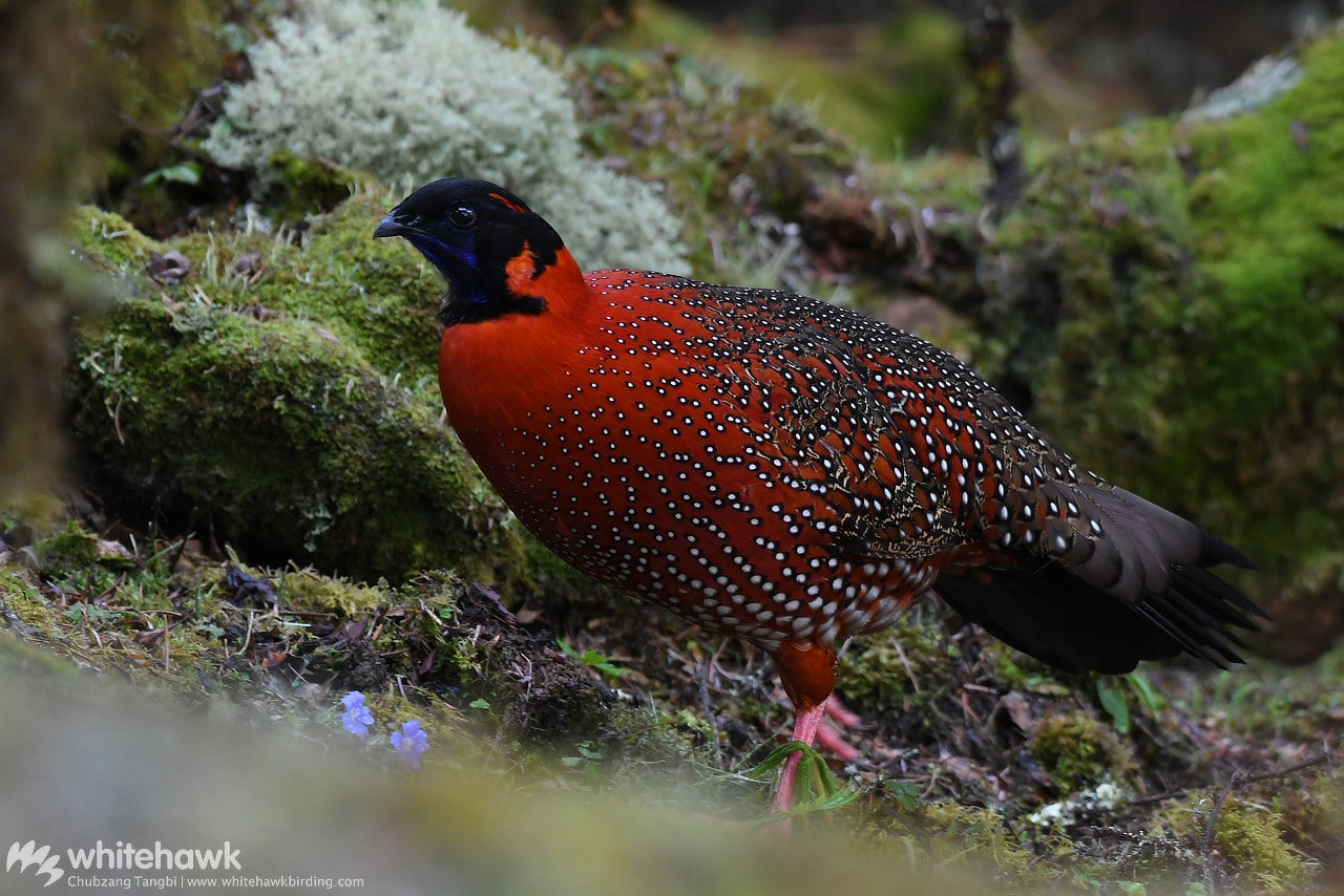 Top 10 Birds to See in Bhutan | Birding Tours with Whitehawk