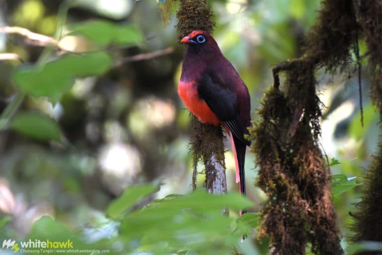 Top 10 Birds to See in Bhutan | Birding Tours with Whitehawk