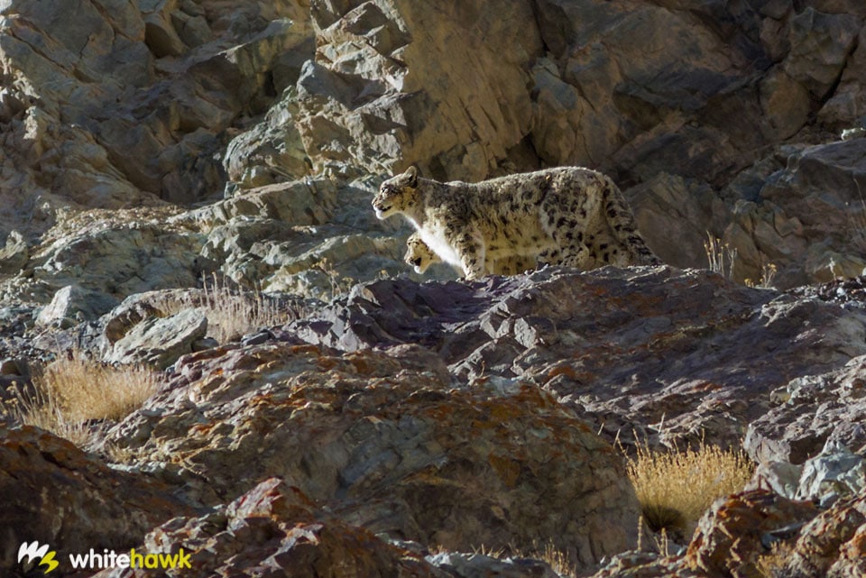 Snow Leopards India