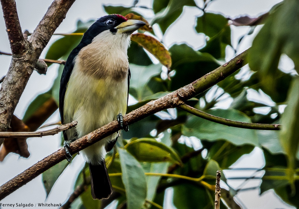 White-mantled Barbet (Capito hypoleucus) in Victoria, Middle Magdalena, Colombia
