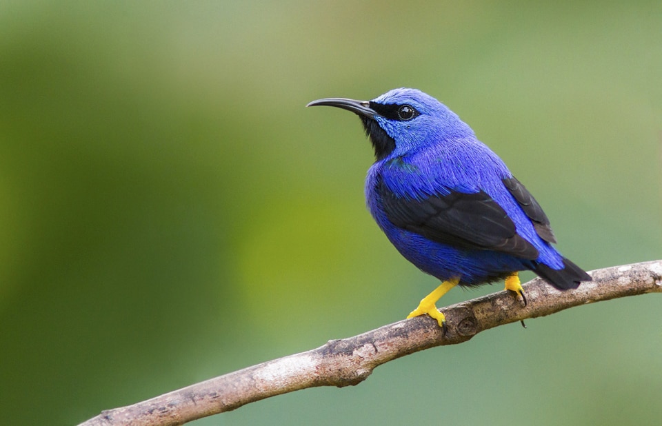 bird watching tours panama