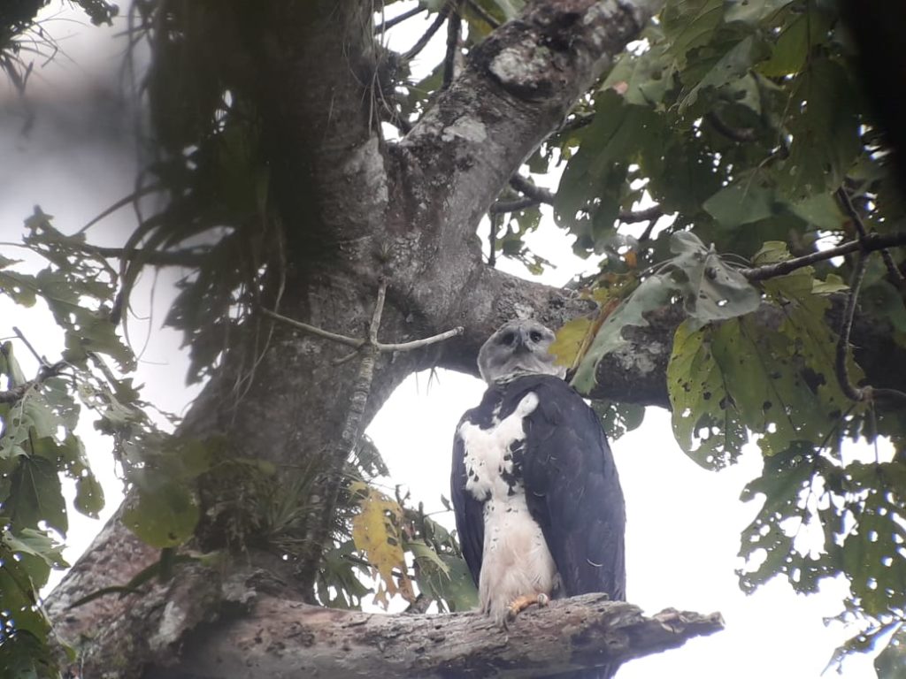 Adult Harpy Eagle Panama Birding Whitehawk