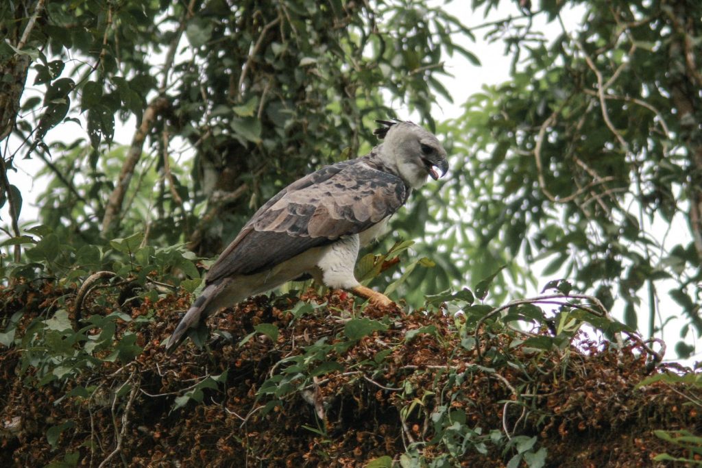 What do Harpy Eagles eat? | Harpy Eagle Diet | Whitehawk Birding