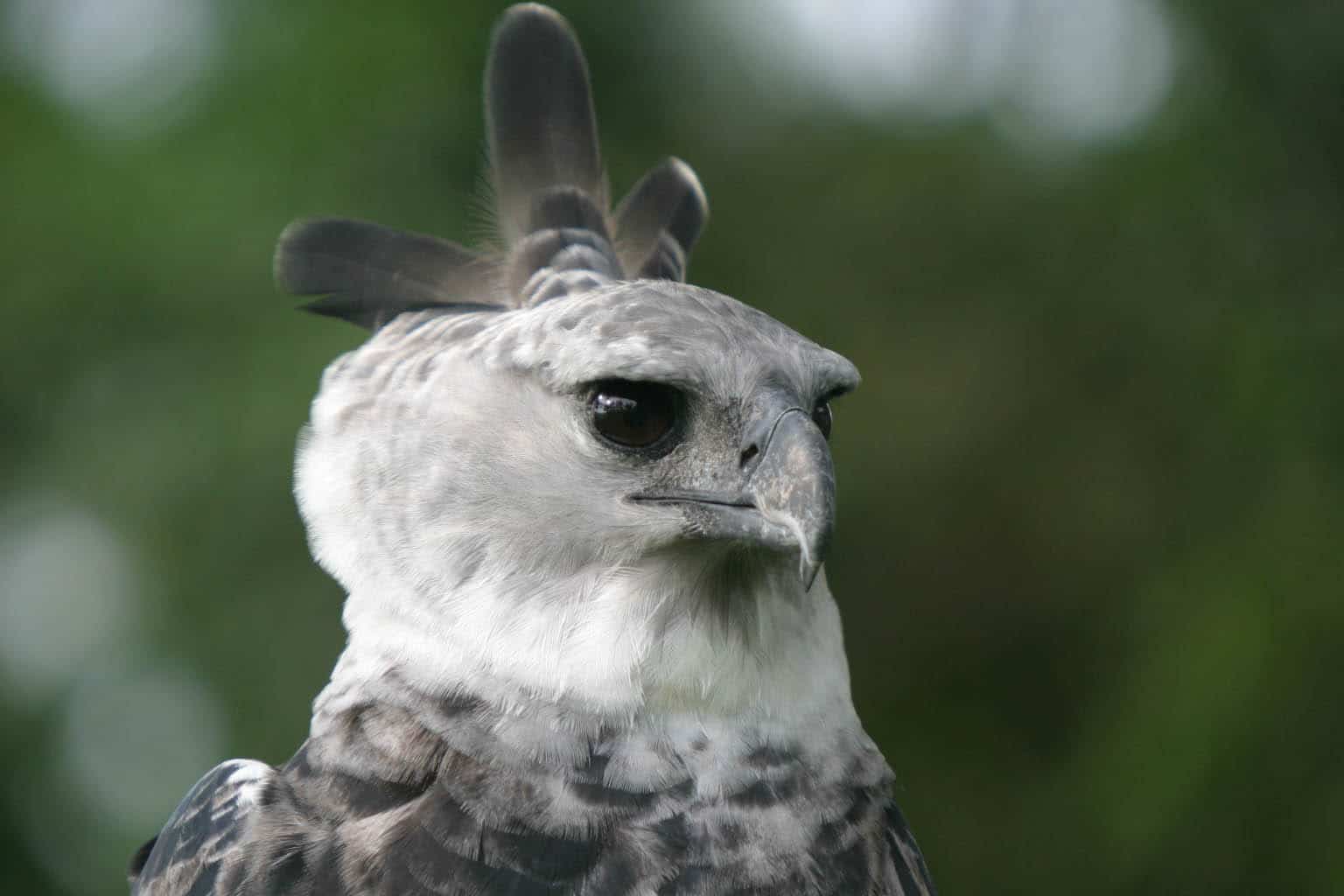 Just How Big And Powerful Is The Harpy Eagle?
