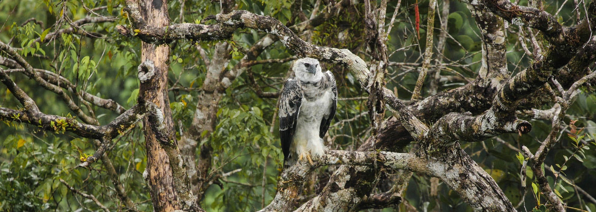 Harpy Eagle Panama Whitehawk Birding