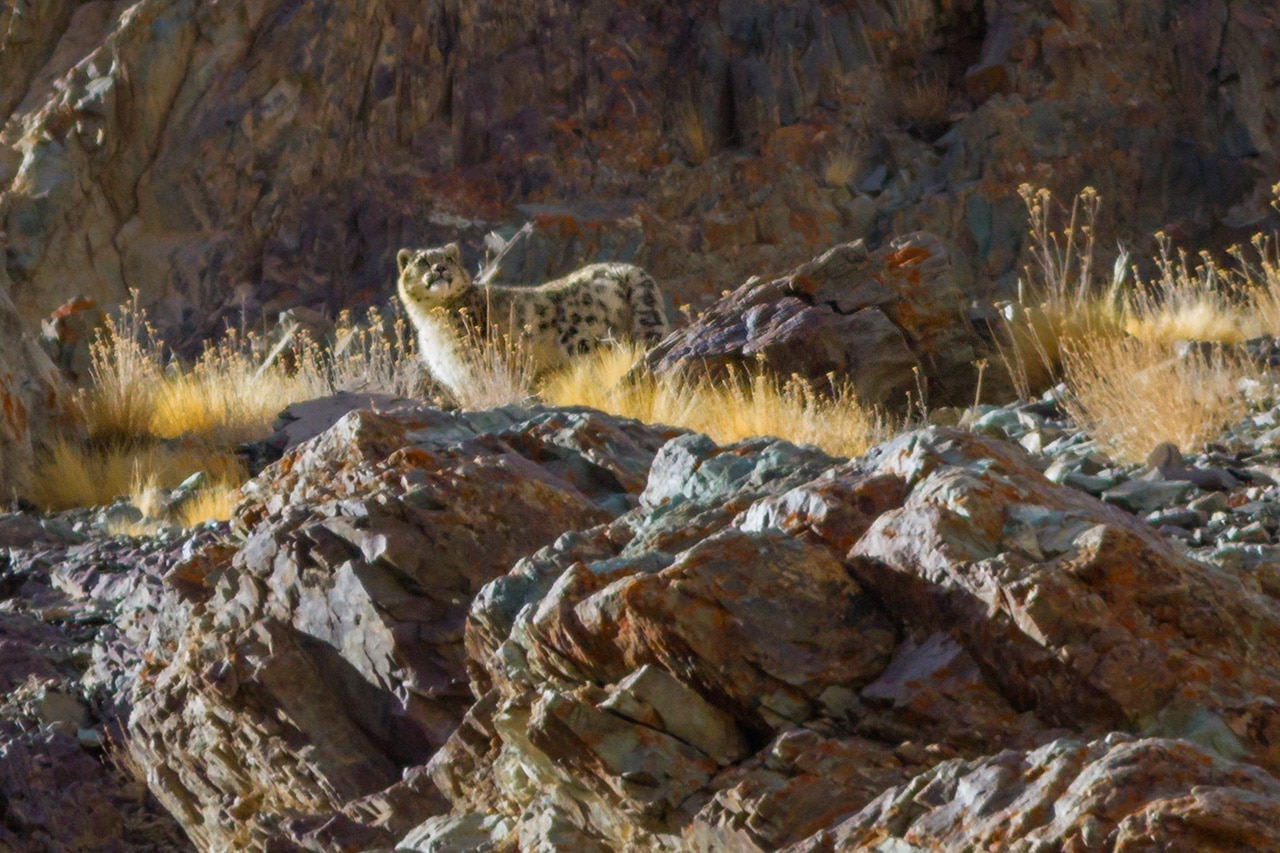 Snow Leopard India Whitehawk Birding