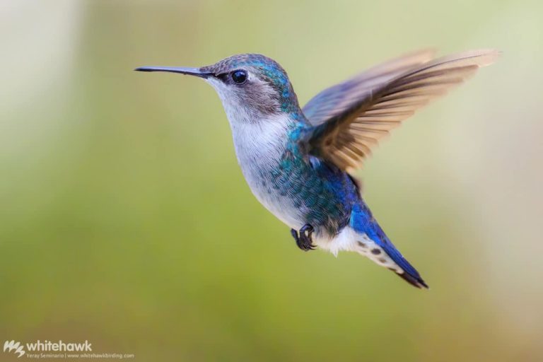 Smallest Hummingbird in the World: Bee Hummingbird | Whitehawk Blog