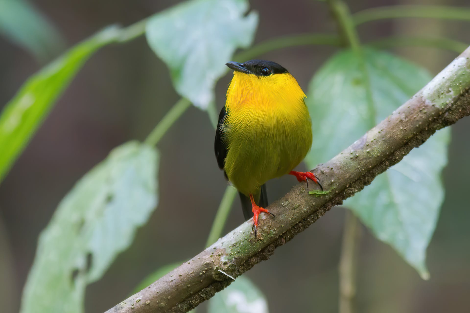 Golden-collared Manakin Panama Whitehawk Birding Day Trips