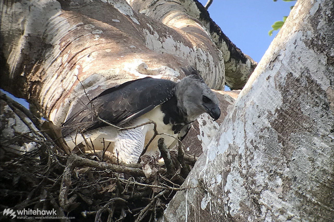 Finding a Harpy Eagle, Harpy Eagle Excursion