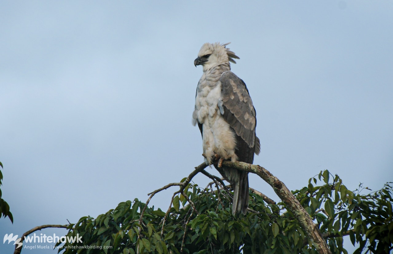 Size of Harpy Eagle | Rainforest Top Predator | Whitehawk Birding Blog