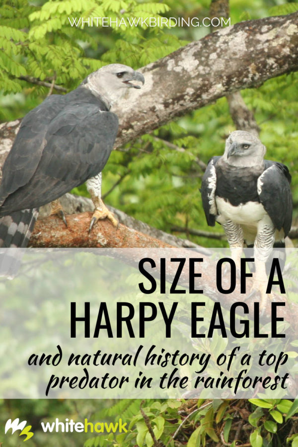 Size of Harpy Eagle | Rainforest Top Predator | Whitehawk Birding Blog