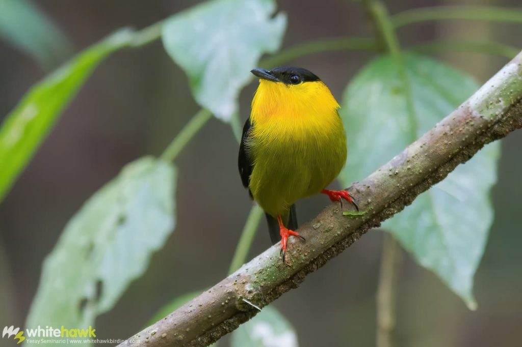 Panama Wildlife: A Glimpse at Great Biodiversity – Birding Tours with ...