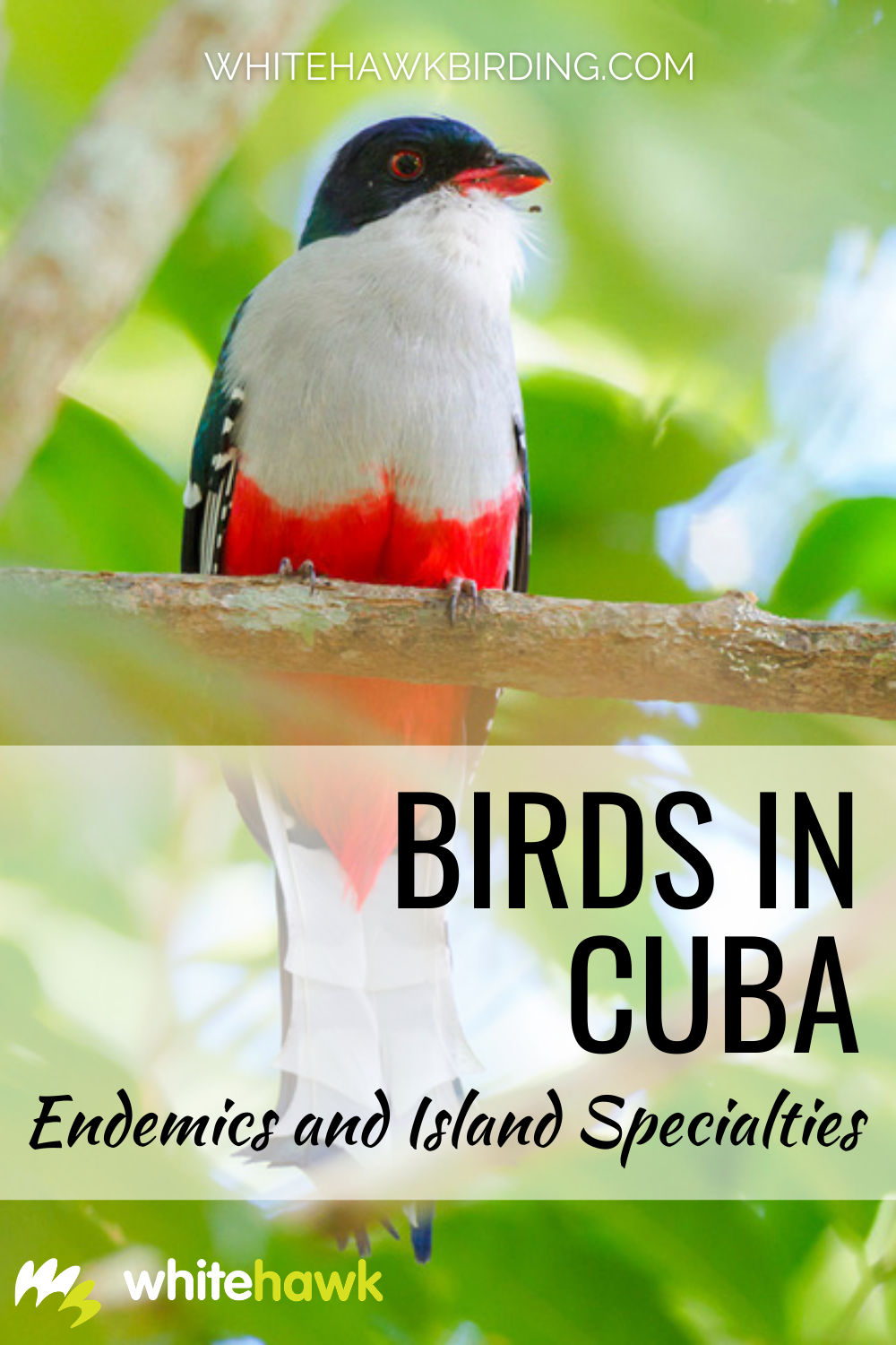 Birds in Cuba | Birding in Cuba | Whitehawk Birding Blog