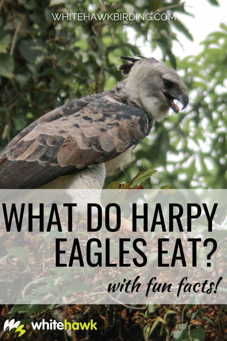 What do Harpy Eagles eat? | Harpy Eagle Diet | Whitehawk Birding