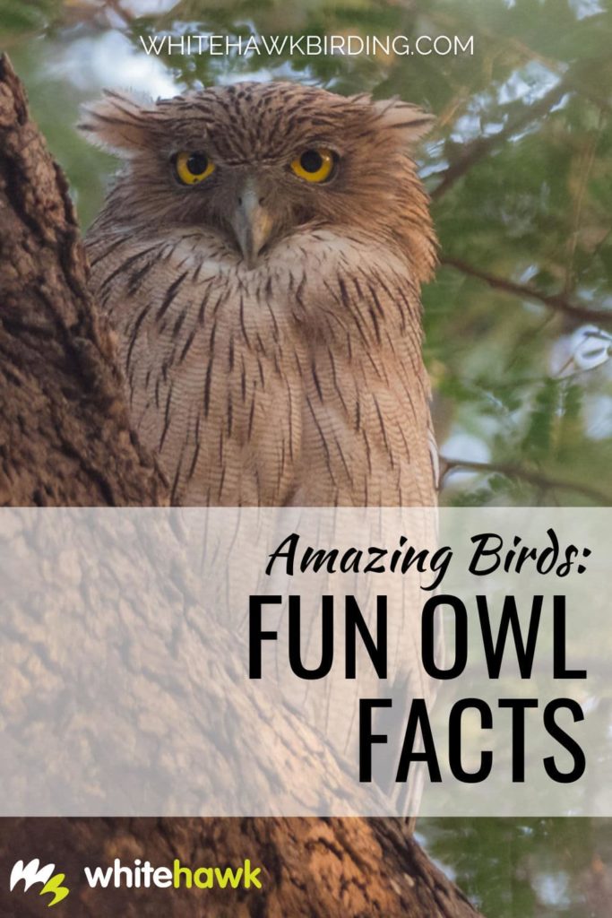 Fun Owl Facts | Amazing Birds | Whitehawk Birding Blog