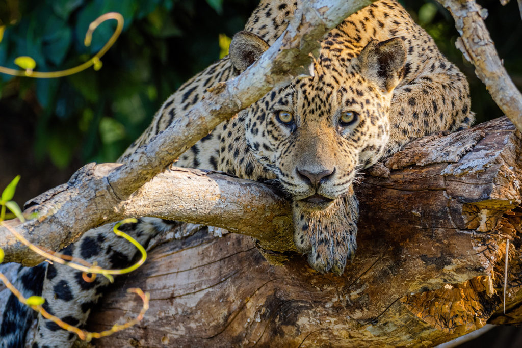 Jaguar Brazil Pantanal Whitehawk Birding